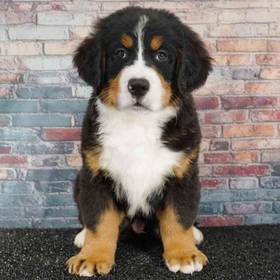 Bernese Mountain Dog