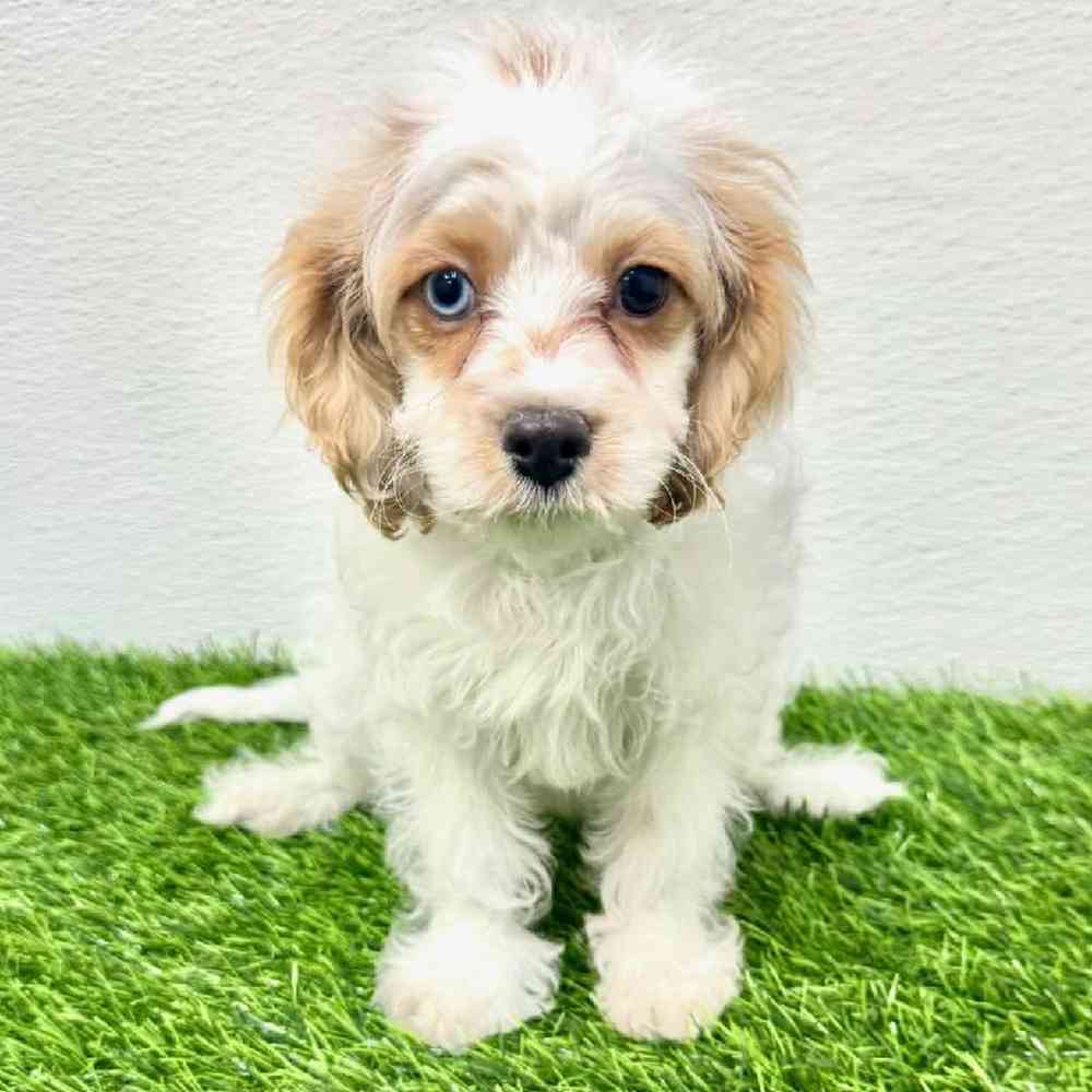 Image of a pet breed in the gallery