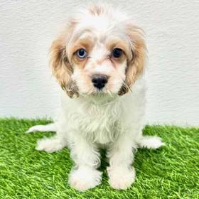 Cavapoo