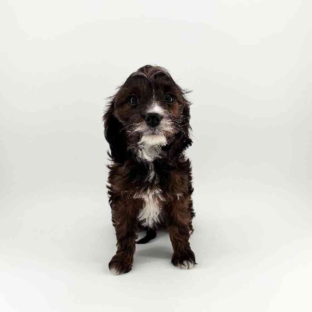 Female Cavapoo Puppies for Sale in Chandler