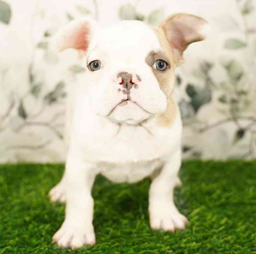 pet breed image