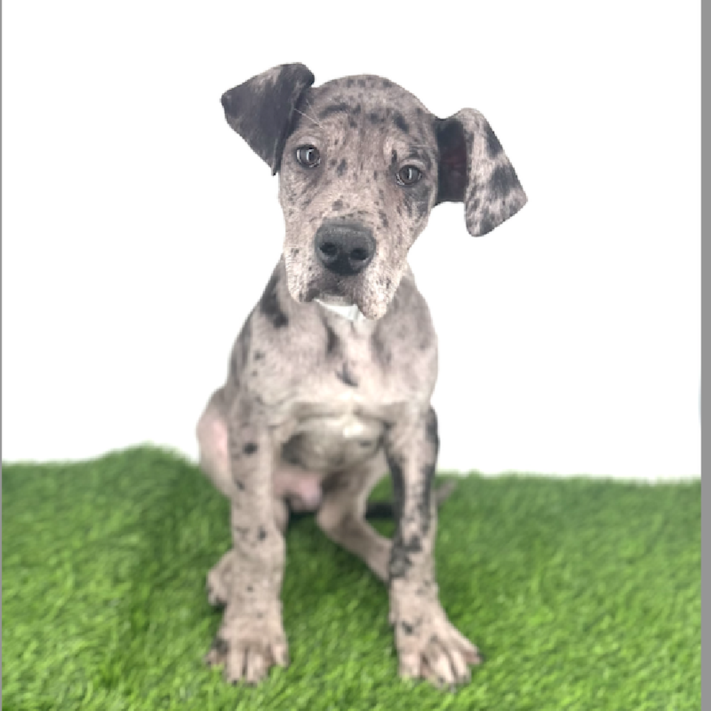 carousel pet images