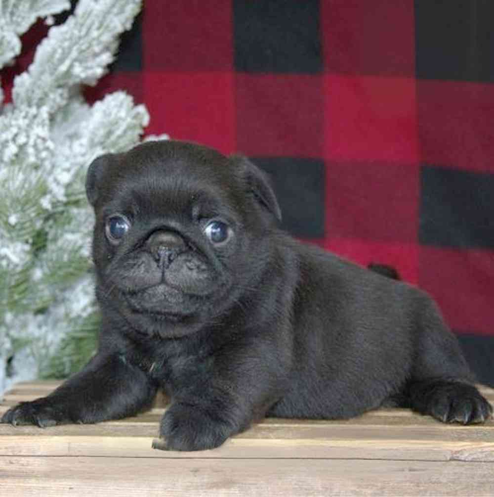 Image of a pet breed in the gallery