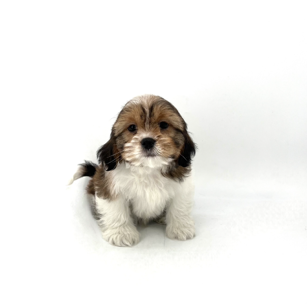 Image of a pet breed in the gallery