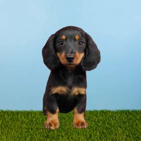 Dachshund