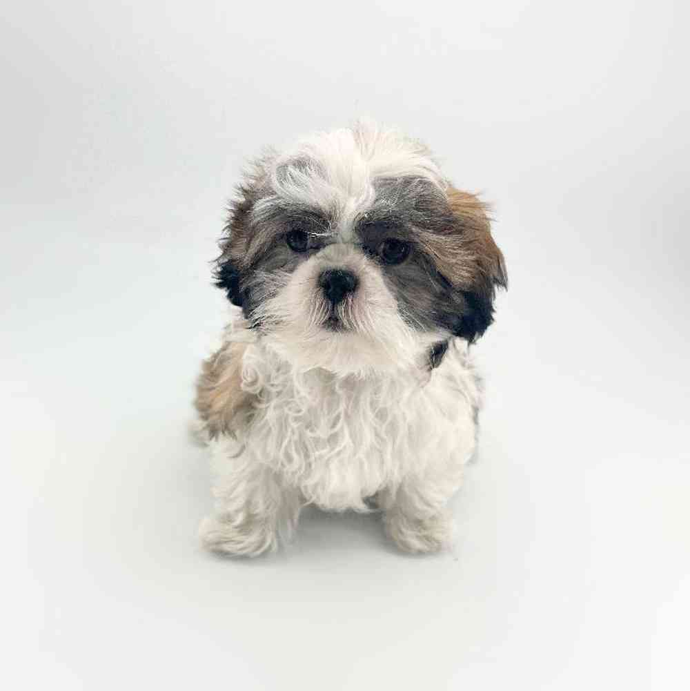 carousel pet images