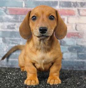 Dachshund