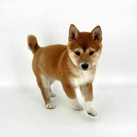 Shiba Inu