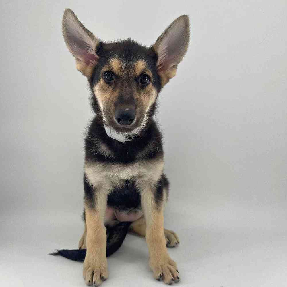 Image of a pet breed in the gallery