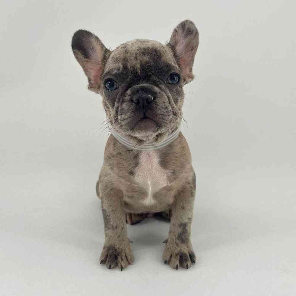 pet breed image