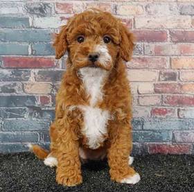Cavapoo