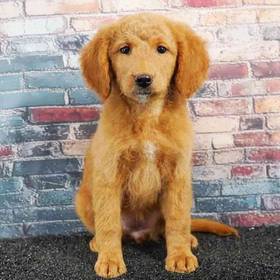2nd Gen Mini Goldendoodle