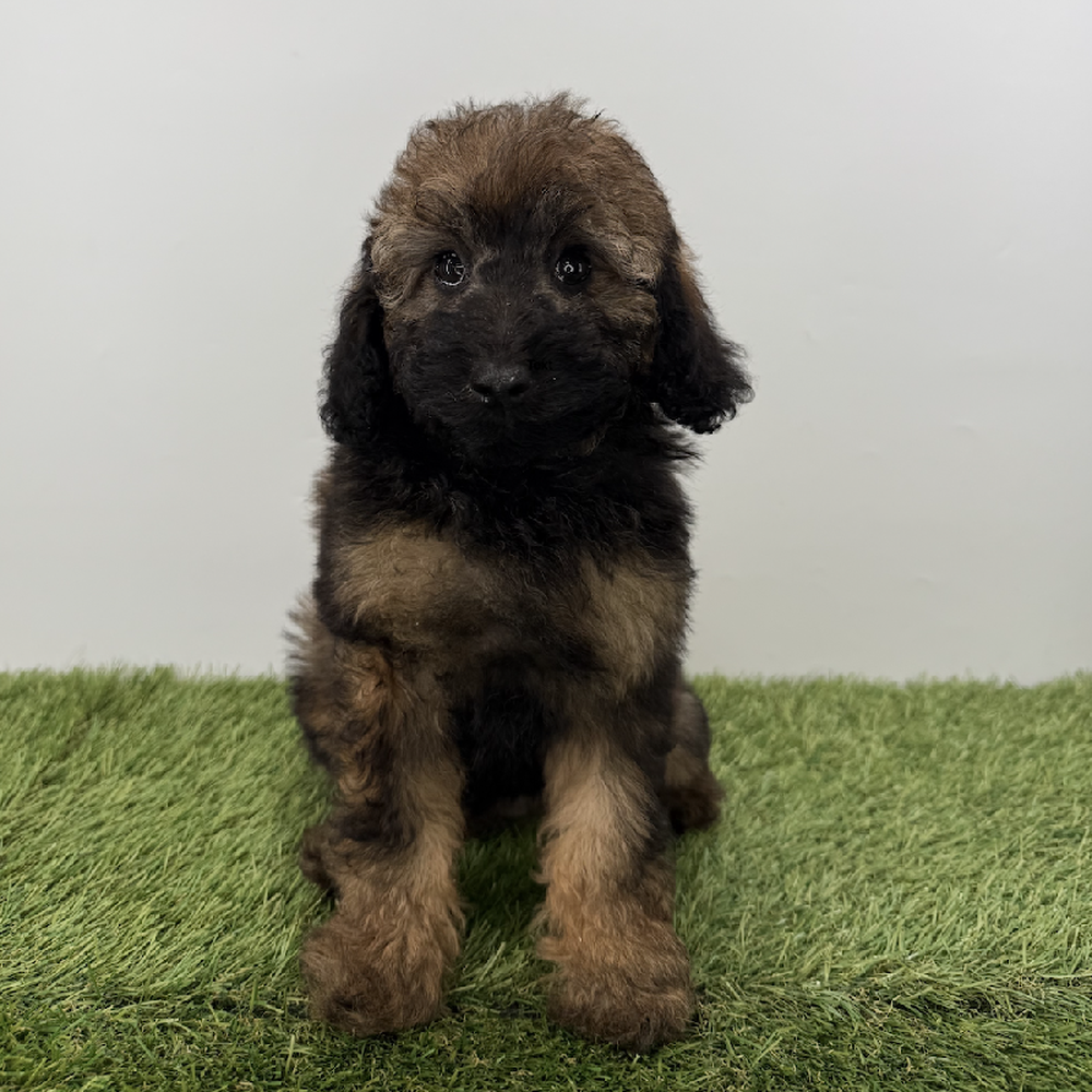 pet breed image