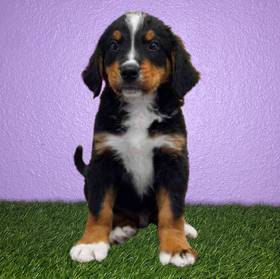 Bernese Mountain Dog