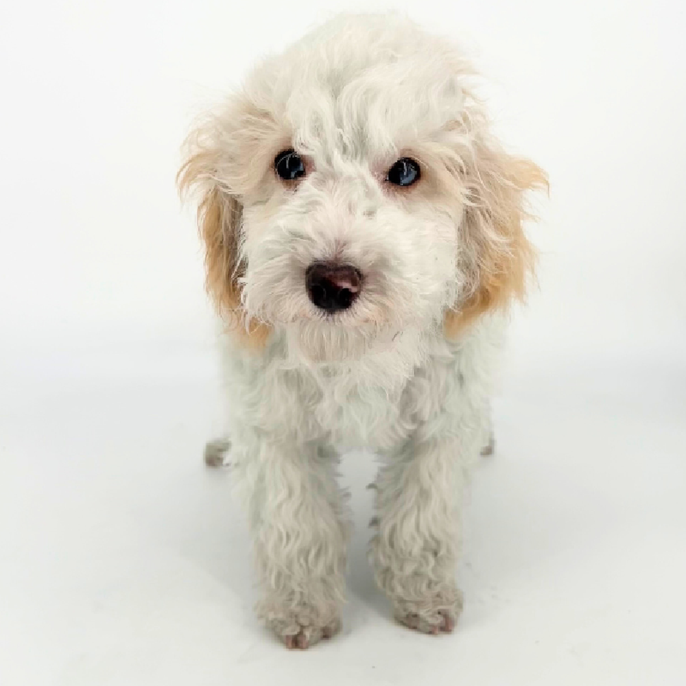 carousel pet images