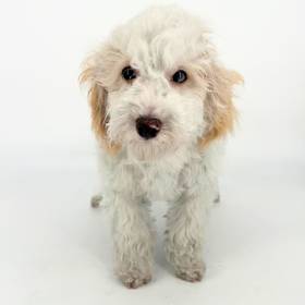 Poodle