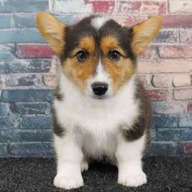 Pembroke Welsh Corgi