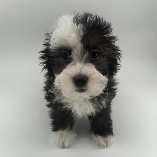 Chinese Crested/Shih Tzu