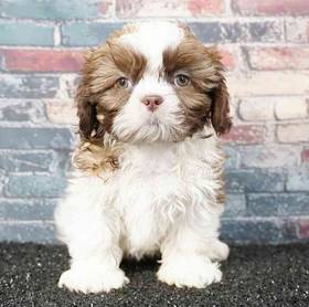Shih Tzu