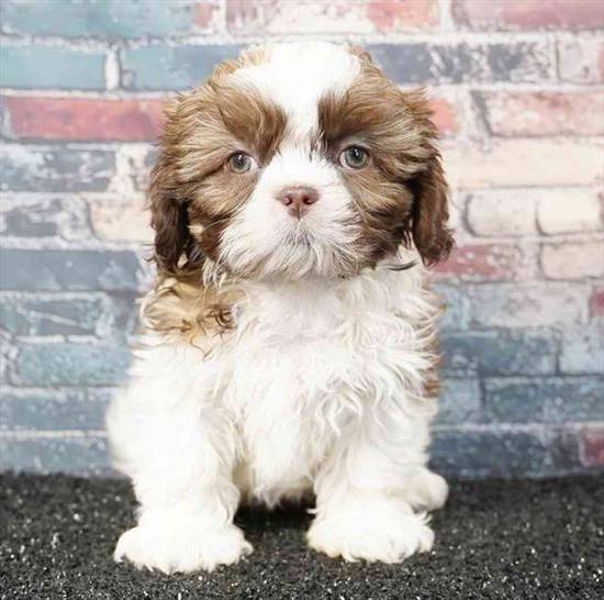 Shih Tzu