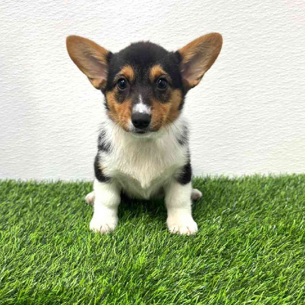 carousel pet images