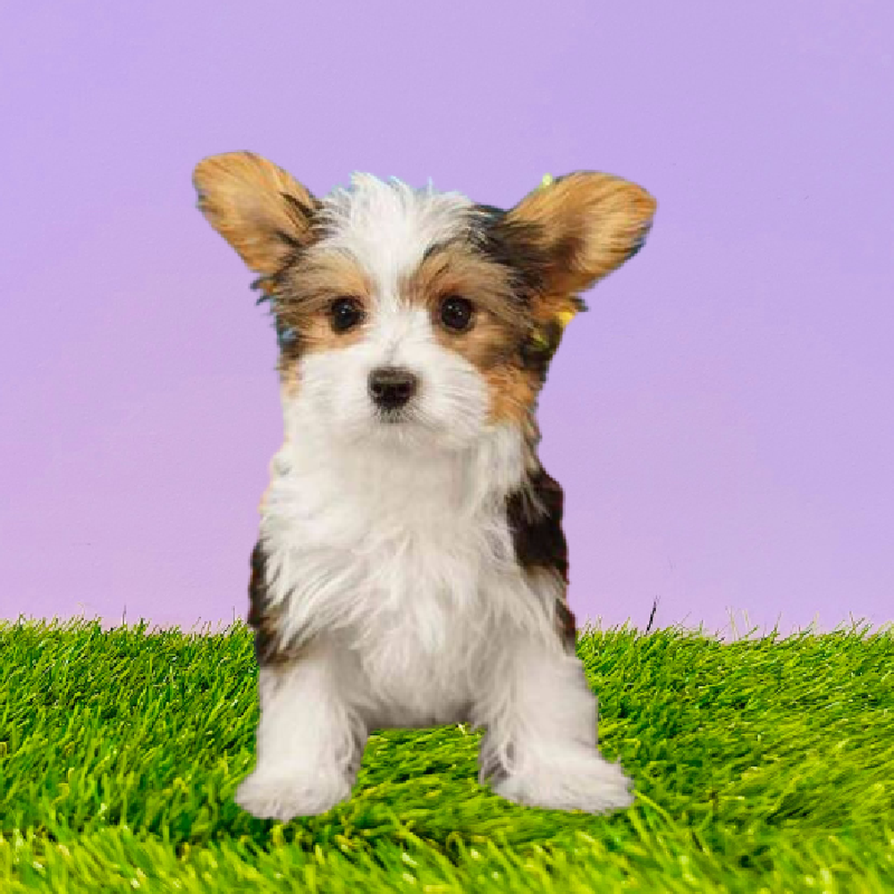 Male Yorkie Puppy for Sale in Marietta, GA