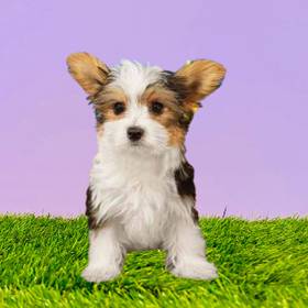 Yorkie