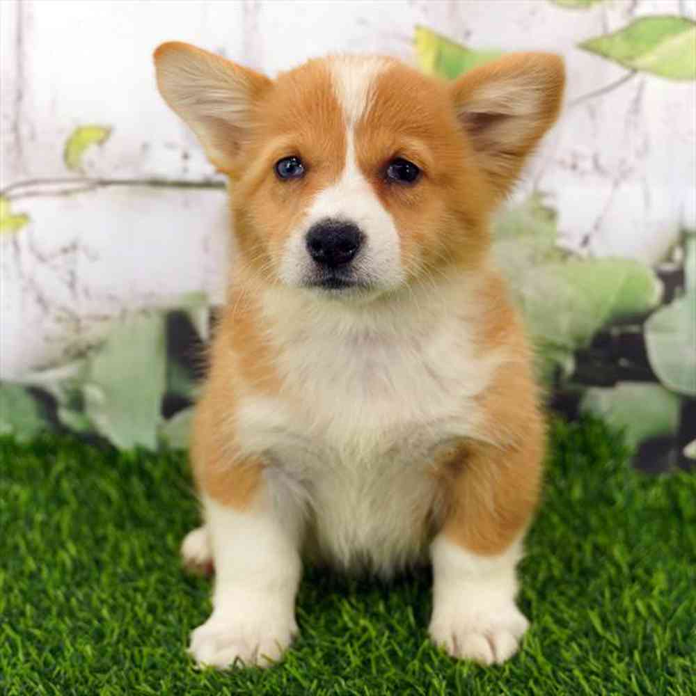 Image of a pet breed in the gallery