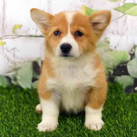 Pembroke Welsh Corgi