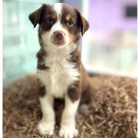 Mini Australian Shepherd