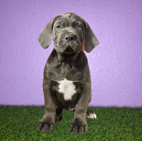 Cane Corso