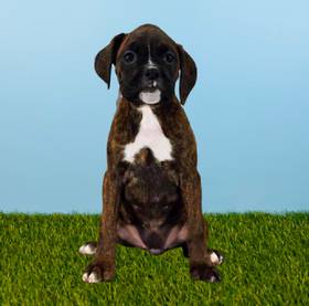 Boxer
