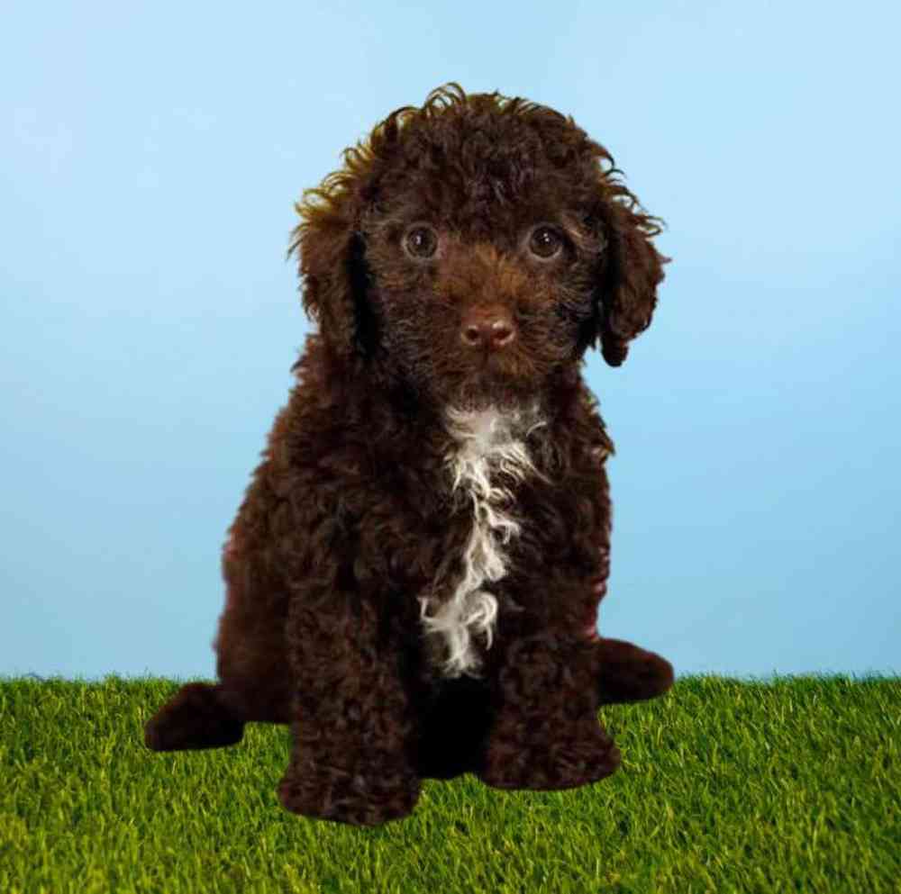 Female Poodle Puppy for Sale in Meridian, ID