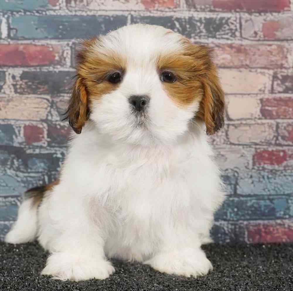 Image of a pet breed in the gallery