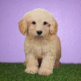 Shizapoo
