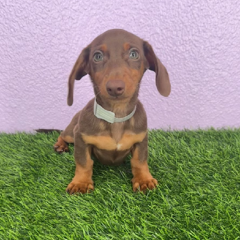 Image of a pet breed in the gallery