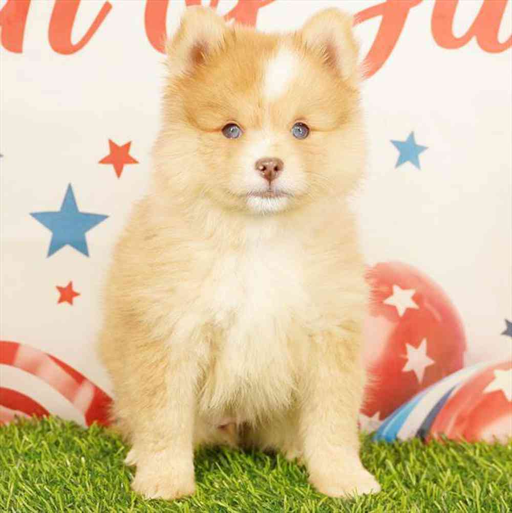 Image of a pet breed in the gallery