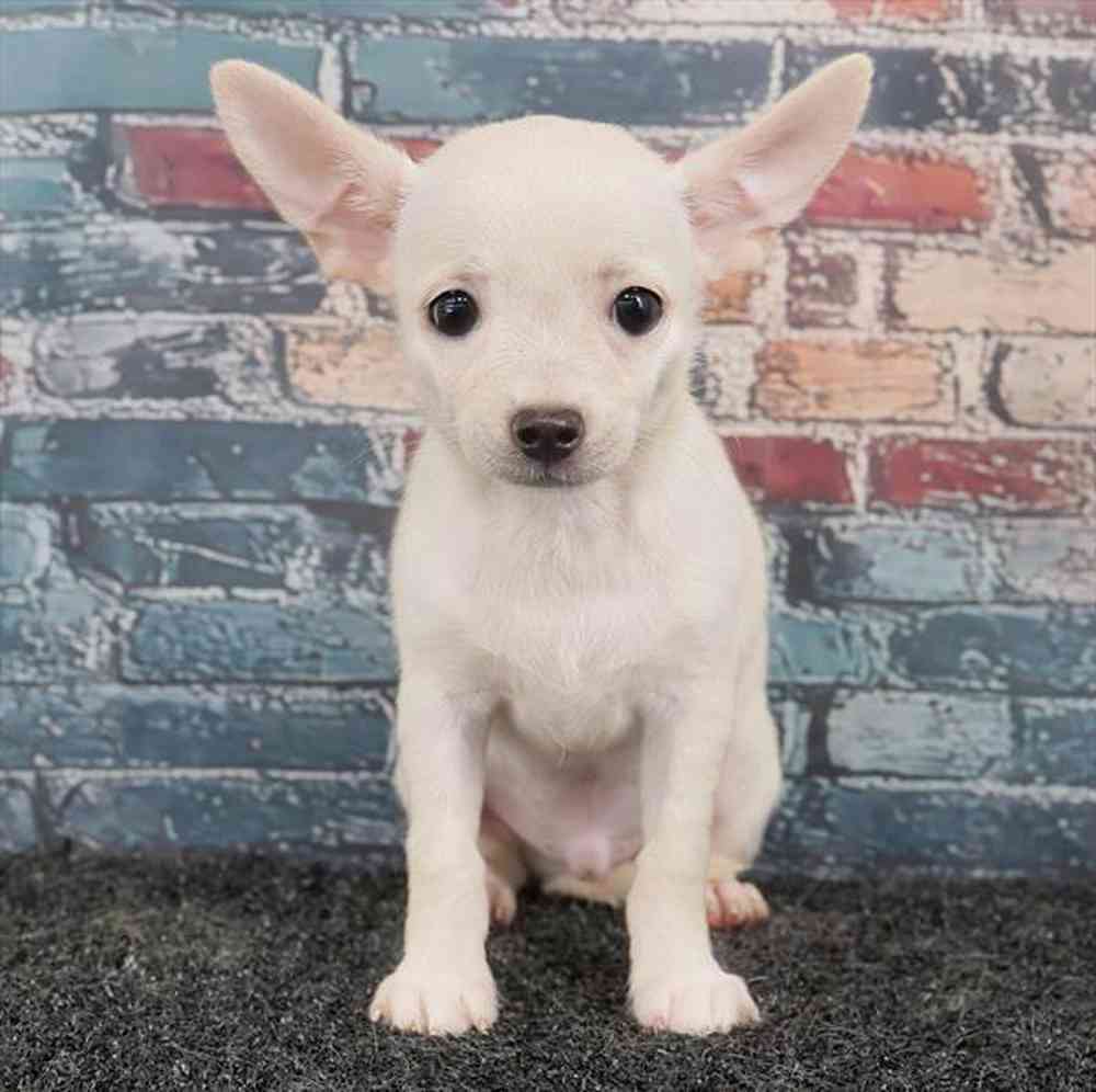 Image of a pet breed in the gallery