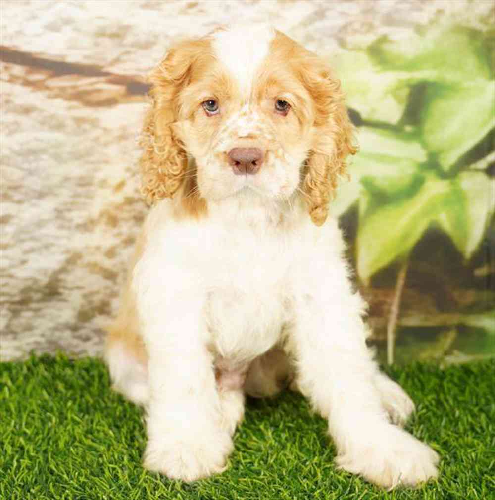 Image of a pet breed in the gallery