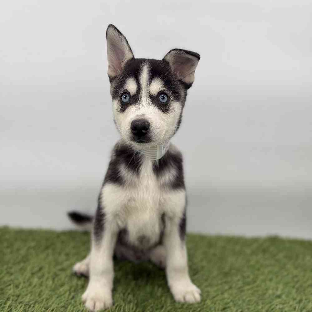 Image of a pet breed in the gallery