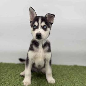 Alaskan Klee Kai