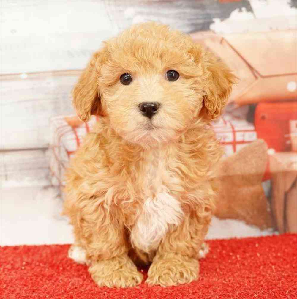 Image of a pet breed in the gallery