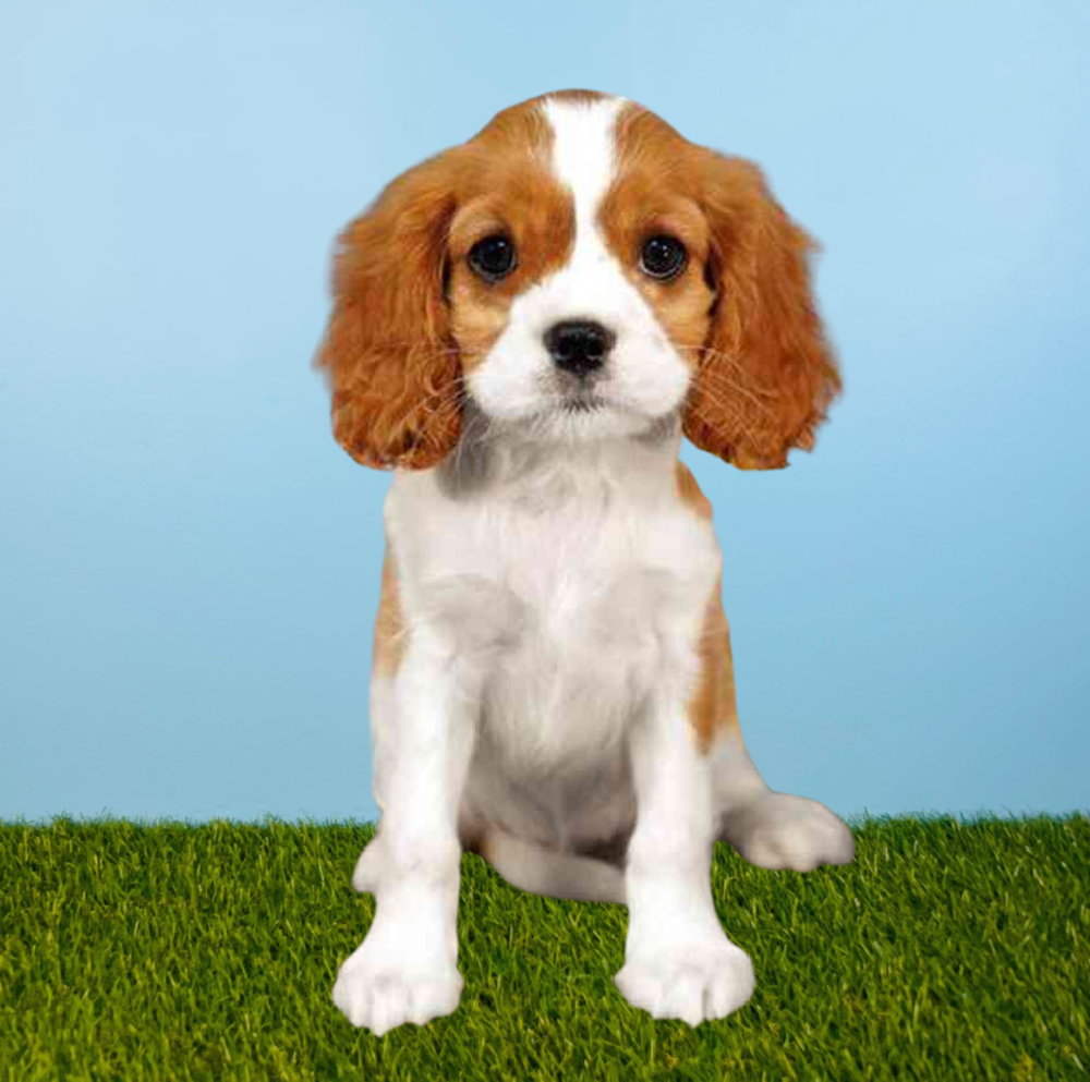 Female Cavalier King Charles Spaniel Puppy for Sale in Pasadena, TX