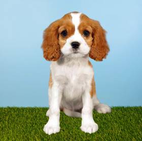Cavalier King Charles Spaniel