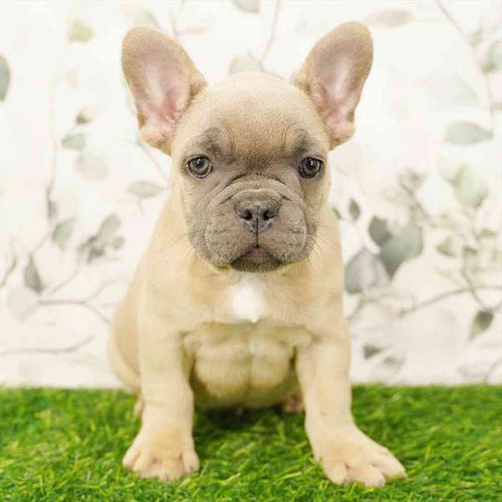Image of a pet breed in the gallery