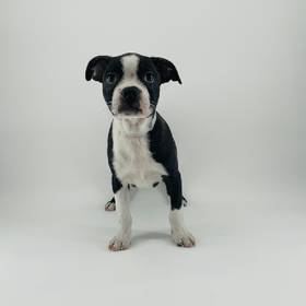 Boston Terrier