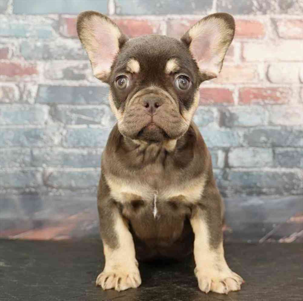 Image of a pet breed in the gallery