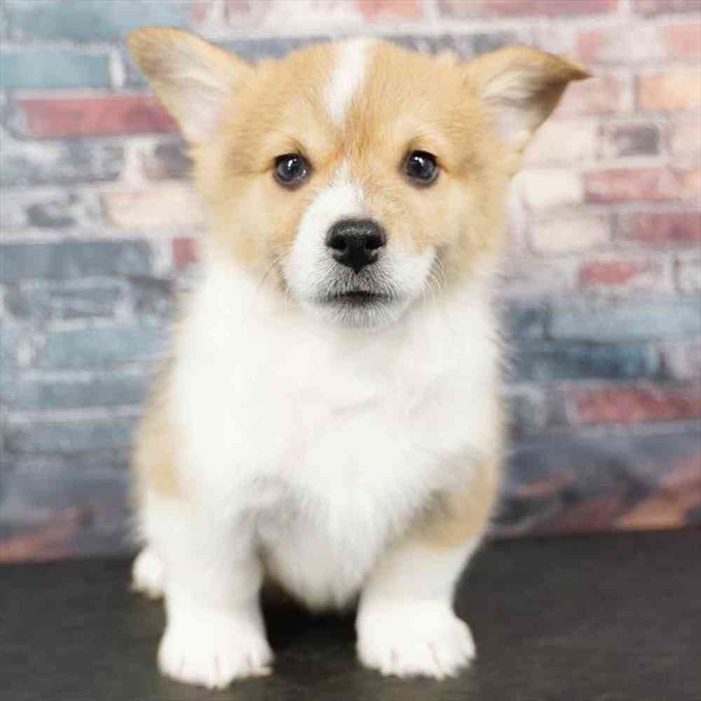 Image of a pet breed in the gallery