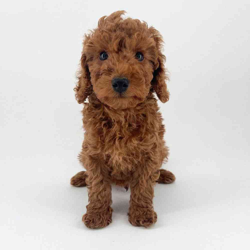 pet breed image