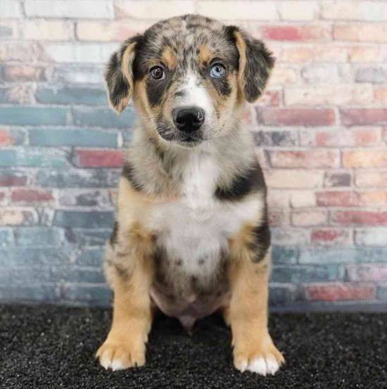 Australian Shepard-German Shephard